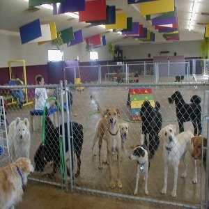 Pet Care Shop Design