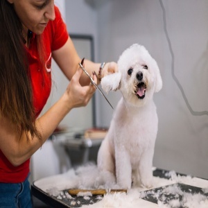 Pet Grooming Design